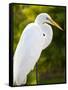 Great Egret (Ardea Alba), Everglades, Florida, United States of America, North America-Michael DeFreitas-Framed Stretched Canvas