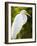 Great Egret (Ardea Alba), Everglades, Florida, United States of America, North America-Michael DeFreitas-Framed Photographic Print