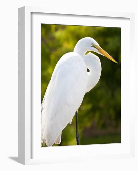 Great Egret (Ardea Alba), Everglades, Florida, United States of America, North America-Michael DeFreitas-Framed Photographic Print