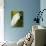 Great Egret (Ardea Alba), Everglades, Florida, United States of America, North America-Michael DeFreitas-Photographic Print displayed on a wall