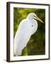 Great Egret (Ardea Alba), Everglades, Florida, United States of America, North America-Michael DeFreitas-Framed Photographic Print