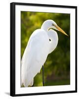 Great Egret (Ardea Alba), Everglades, Florida, United States of America, North America-Michael DeFreitas-Framed Photographic Print