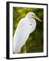 Great Egret (Ardea Alba), Everglades, Florida, United States of America, North America-Michael DeFreitas-Framed Photographic Print