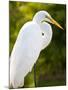 Great Egret (Ardea Alba), Everglades, Florida, United States of America, North America-Michael DeFreitas-Mounted Photographic Print