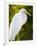 Great Egret (Ardea Alba), Everglades, Florida, United States of America, North America-Michael DeFreitas-Framed Photographic Print