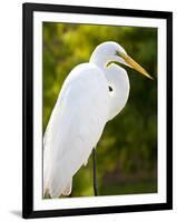 Great Egret (Ardea Alba), Everglades, Florida, United States of America, North America-Michael DeFreitas-Framed Photographic Print