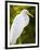 Great Egret (Ardea Alba), Everglades, Florida, United States of America, North America-Michael DeFreitas-Framed Photographic Print