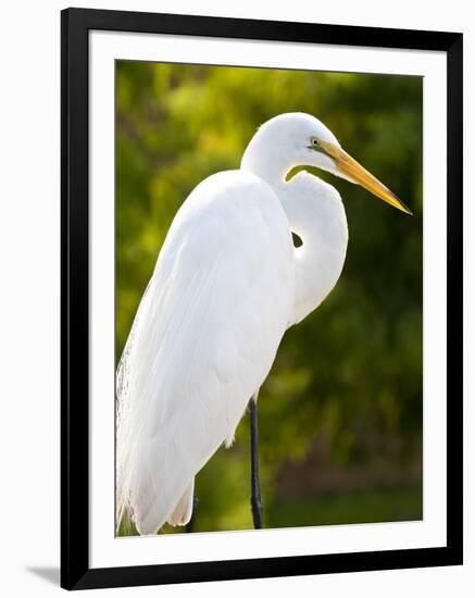 Great Egret (Ardea Alba), Everglades, Florida, United States of America, North America-Michael DeFreitas-Framed Photographic Print