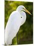 Great Egret (Ardea Alba), Everglades, Florida, United States of America, North America-Michael DeFreitas-Mounted Photographic Print