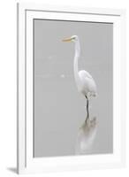 Great Egret, Ardea alba, feeding in wetland in fog, Illinois-Richard & Susan Day-Framed Premium Photographic Print