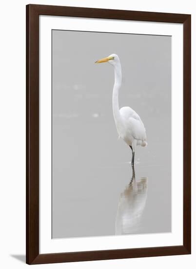 Great Egret, Ardea alba, feeding in wetland in fog, Illinois-Richard & Susan Day-Framed Premium Photographic Print