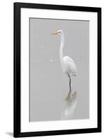 Great Egret, Ardea alba, feeding in wetland in fog, Illinois-Richard & Susan Day-Framed Premium Photographic Print