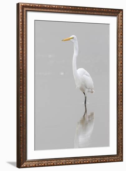 Great Egret, Ardea alba, feeding in wetland in fog, Illinois-Richard & Susan Day-Framed Premium Photographic Print