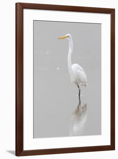 Great Egret, Ardea alba, feeding in wetland in fog, Illinois-Richard & Susan Day-Framed Premium Photographic Print