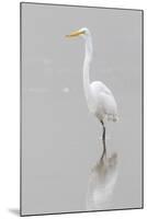 Great Egret, Ardea alba, feeding in wetland in fog, Illinois-Richard & Susan Day-Mounted Premium Photographic Print