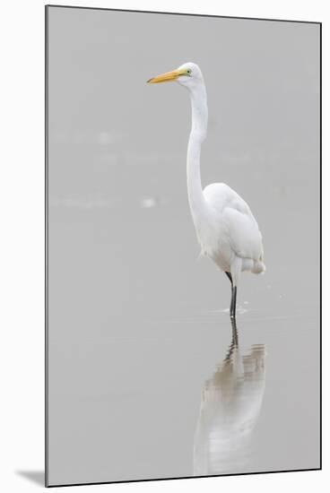 Great Egret, Ardea alba, feeding in wetland in fog, Illinois-Richard & Susan Day-Mounted Premium Photographic Print