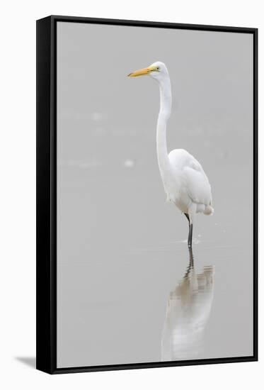 Great Egret, Ardea alba, feeding in wetland in fog, Illinois-Richard & Susan Day-Framed Stretched Canvas