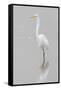 Great Egret, Ardea alba, feeding in wetland in fog, Illinois-Richard & Susan Day-Framed Stretched Canvas