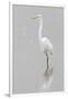 Great Egret, Ardea alba, feeding in wetland in fog, Illinois-Richard & Susan Day-Framed Photographic Print