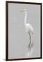 Great Egret, Ardea alba, feeding in wetland in fog, Illinois-Richard & Susan Day-Framed Photographic Print