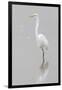 Great Egret, Ardea alba, feeding in wetland in fog, Illinois-Richard & Susan Day-Framed Photographic Print