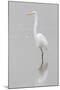 Great Egret, Ardea alba, feeding in wetland in fog, Illinois-Richard & Susan Day-Mounted Photographic Print