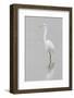 Great Egret, Ardea alba, feeding in wetland in fog, Illinois-Richard & Susan Day-Framed Photographic Print