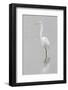 Great Egret, Ardea alba, feeding in wetland in fog, Illinois-Richard & Susan Day-Framed Photographic Print