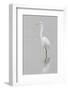 Great Egret, Ardea alba, feeding in wetland in fog, Illinois-Richard & Susan Day-Framed Photographic Print