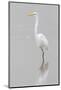 Great Egret, Ardea alba, feeding in wetland in fog, Illinois-Richard & Susan Day-Mounted Photographic Print