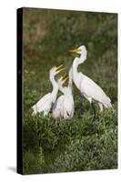 Great Egret, Ardea alba, feeding young-Larry Ditto-Stretched Canvas