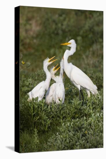 Great Egret, Ardea alba, feeding young-Larry Ditto-Stretched Canvas