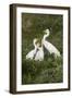 Great Egret, Ardea alba, feeding young-Larry Ditto-Framed Photographic Print