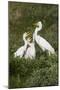 Great Egret, Ardea alba, feeding young-Larry Ditto-Mounted Photographic Print