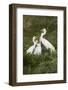 Great Egret, Ardea alba, feeding young-Larry Ditto-Framed Photographic Print