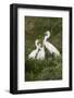 Great Egret, Ardea alba, feeding young-Larry Ditto-Framed Photographic Print