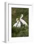 Great Egret, Ardea alba, feeding young-Larry Ditto-Framed Photographic Print