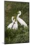 Great Egret, Ardea alba, feeding young-Larry Ditto-Mounted Photographic Print