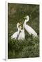 Great Egret, Ardea alba, feeding young-Larry Ditto-Framed Photographic Print