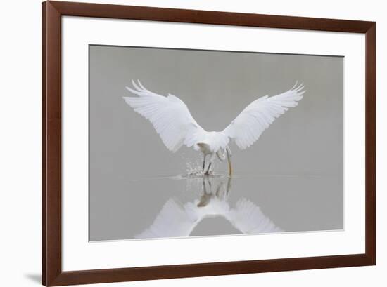 Great Egret, Ardea alba, fishing in wetland in fog, Illinois-Richard & Susan Day-Framed Premium Photographic Print