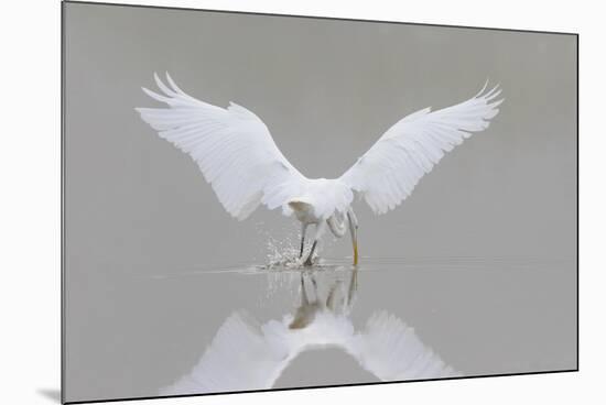 Great Egret, Ardea alba, fishing in wetland in fog, Illinois-Richard & Susan Day-Mounted Premium Photographic Print