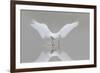 Great Egret, Ardea alba, fishing in wetland in fog, Illinois-Richard & Susan Day-Framed Photographic Print