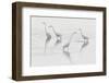 Great egret (Ardea alba) group of four, Champagne, France-Fabrice Cahez-Framed Photographic Print