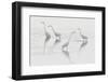 Great egret (Ardea alba) group of four, Champagne, France-Fabrice Cahez-Framed Photographic Print