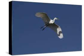 Great Egret (Ardea Alba) in Beeding Plumage, in Flight, Osceola County, Florida, USA-Lynn M^ Stone-Stretched Canvas