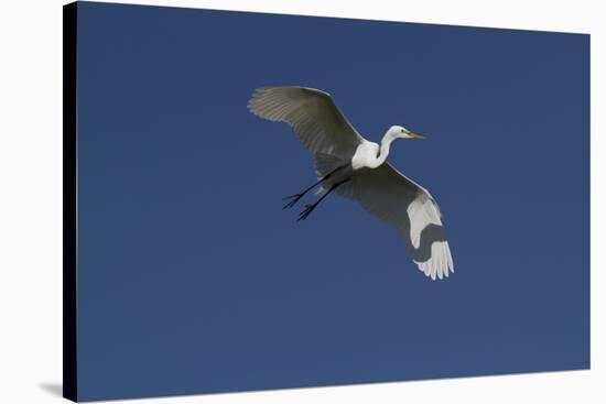 Great Egret (Ardea Alba) in Beeding Plumage, in Flight, Osceola County, Florida, USA-Lynn M^ Stone-Stretched Canvas