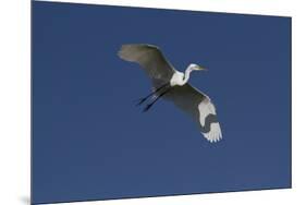 Great Egret (Ardea Alba) in Beeding Plumage, in Flight, Osceola County, Florida, USA-Lynn M^ Stone-Mounted Premium Photographic Print