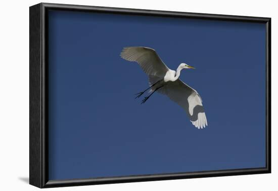 Great Egret (Ardea Alba) in Beeding Plumage, in Flight, Osceola County, Florida, USA-Lynn M^ Stone-Framed Photographic Print