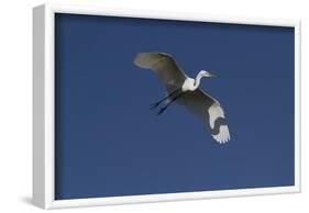 Great Egret (Ardea Alba) in Beeding Plumage, in Flight, Osceola County, Florida, USA-Lynn M^ Stone-Framed Photographic Print