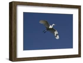 Great Egret (Ardea Alba) in Beeding Plumage, in Flight, Osceola County, Florida, USA-Lynn M^ Stone-Framed Photographic Print